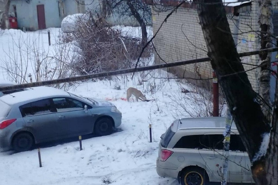 Саратове 12 кошек съели хозяина фото