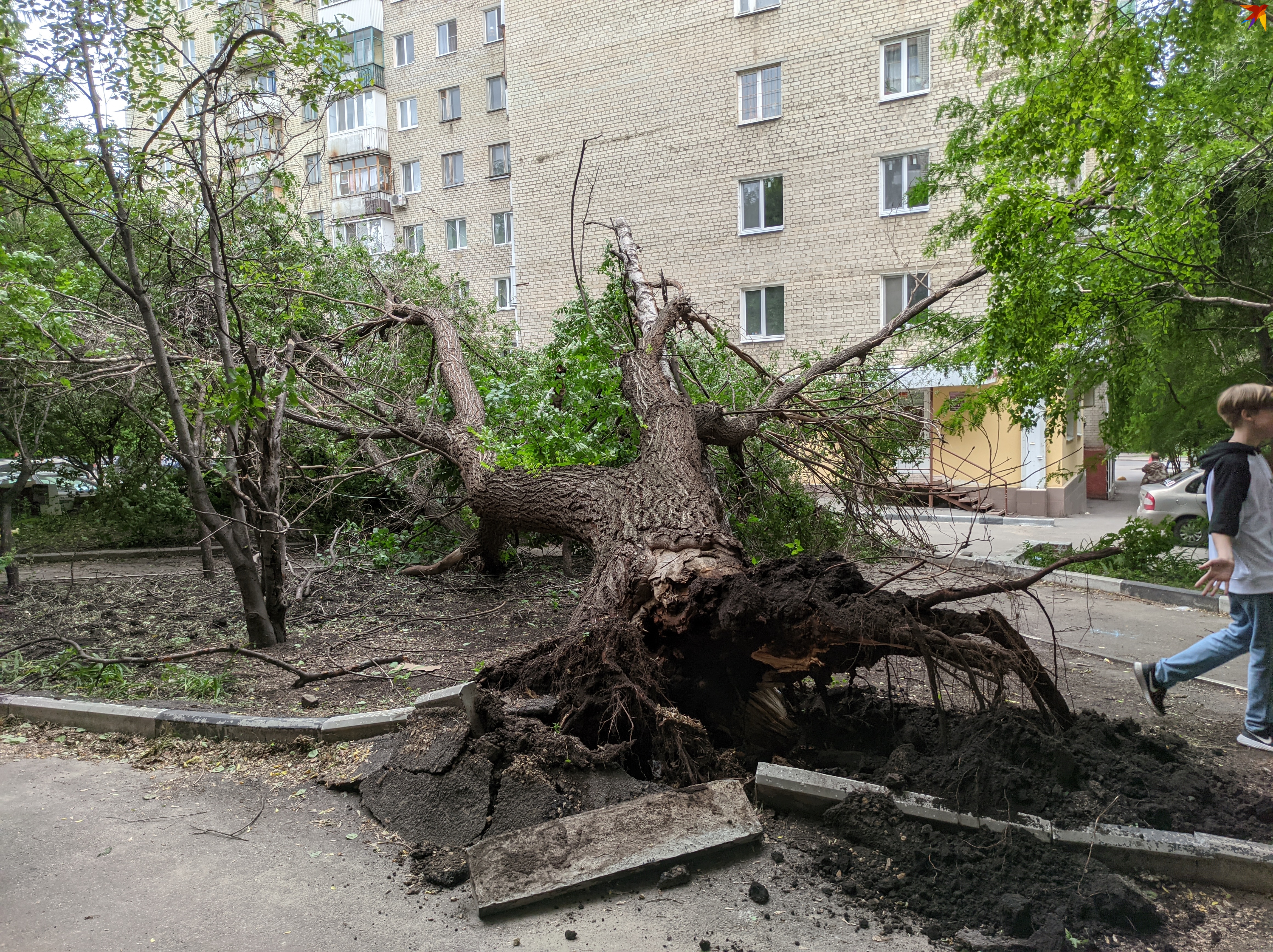 Жители Саратова пожаловались на вырванные с корнем деревья на Шелковичной -  KP.RU